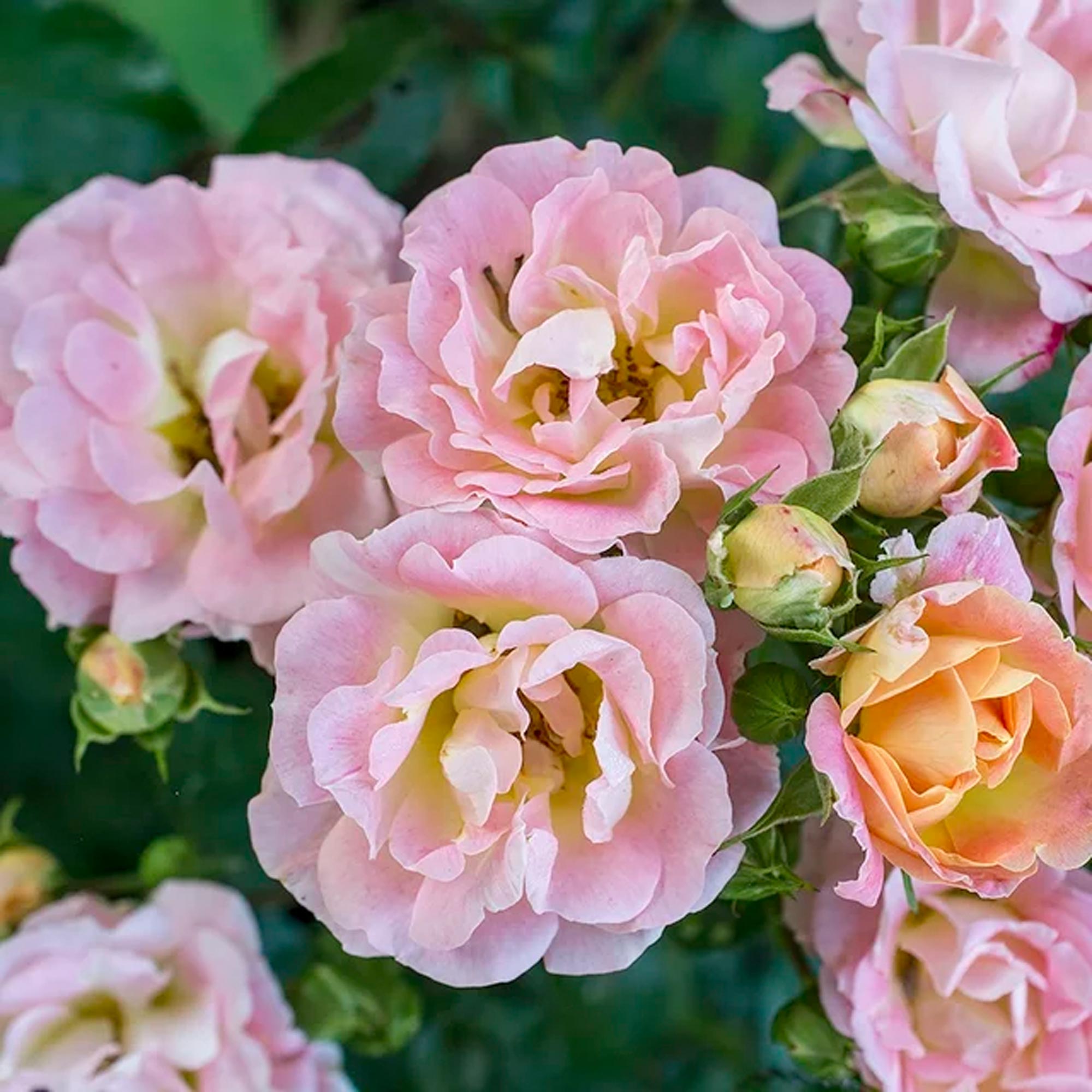 Drift Peach Rose Live Shrub (2 Gallon) - Imagen 2