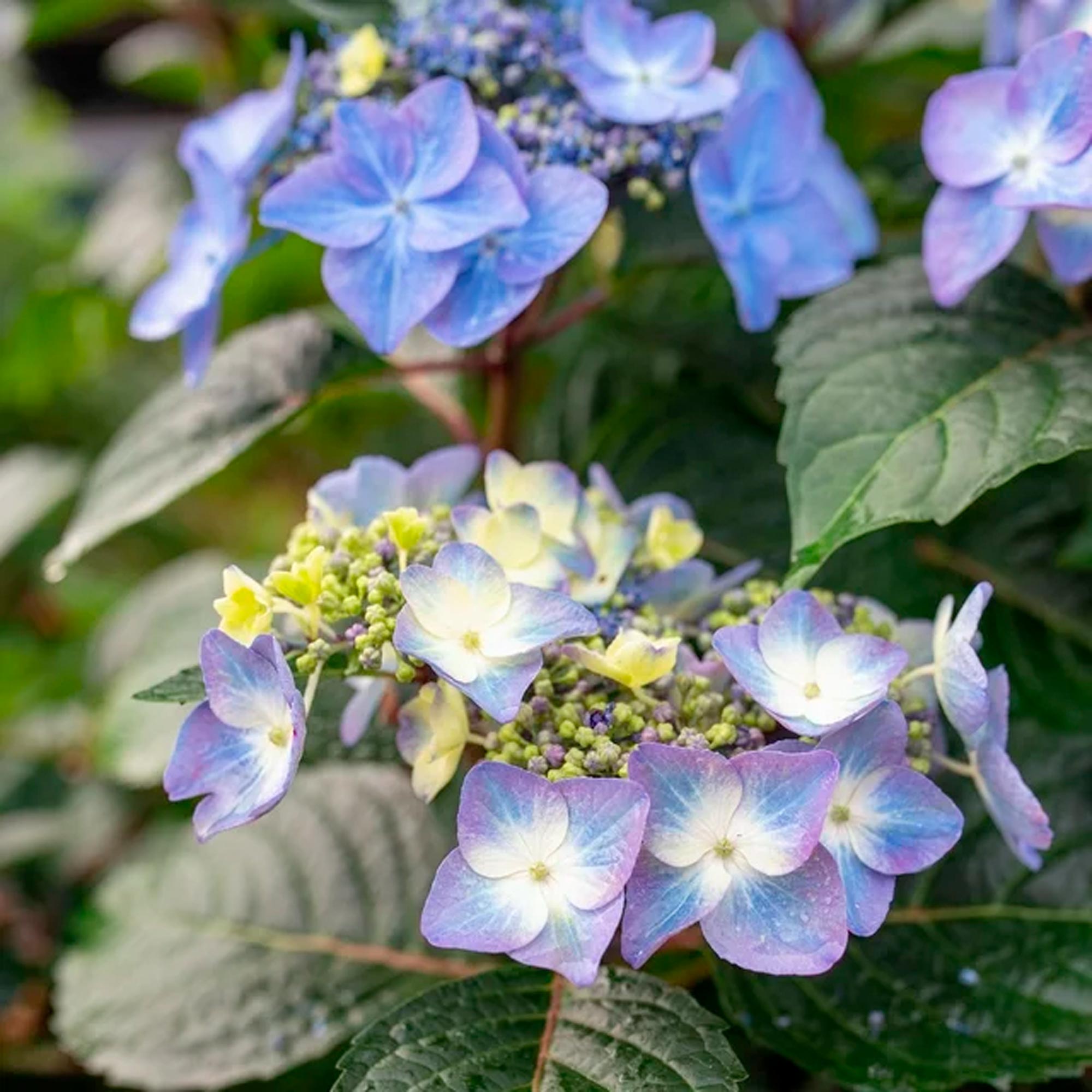Endless Summer Hydrangea Pop Star Live Shrub (2 Gallon) - Imagen 2