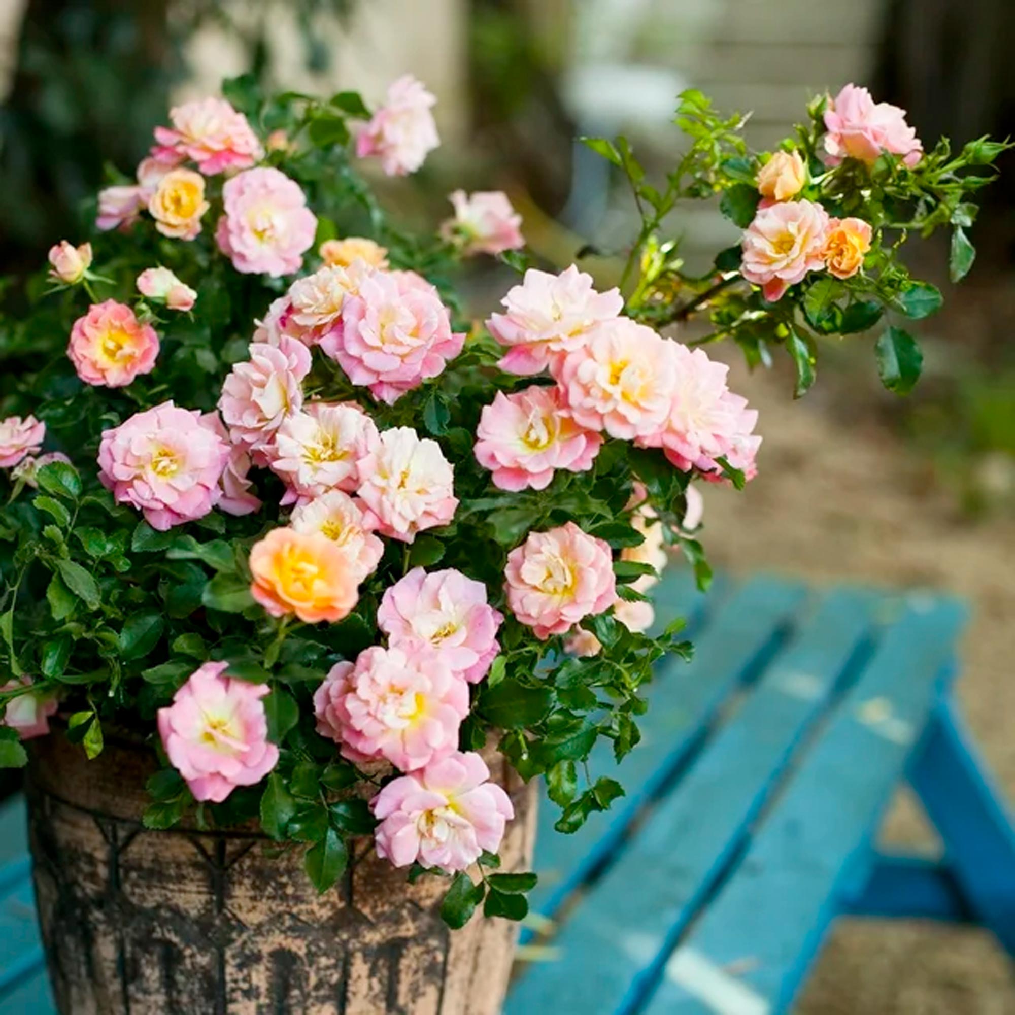 Drift Peach Rose Live Shrub (2 Gallon) - Imagen 3