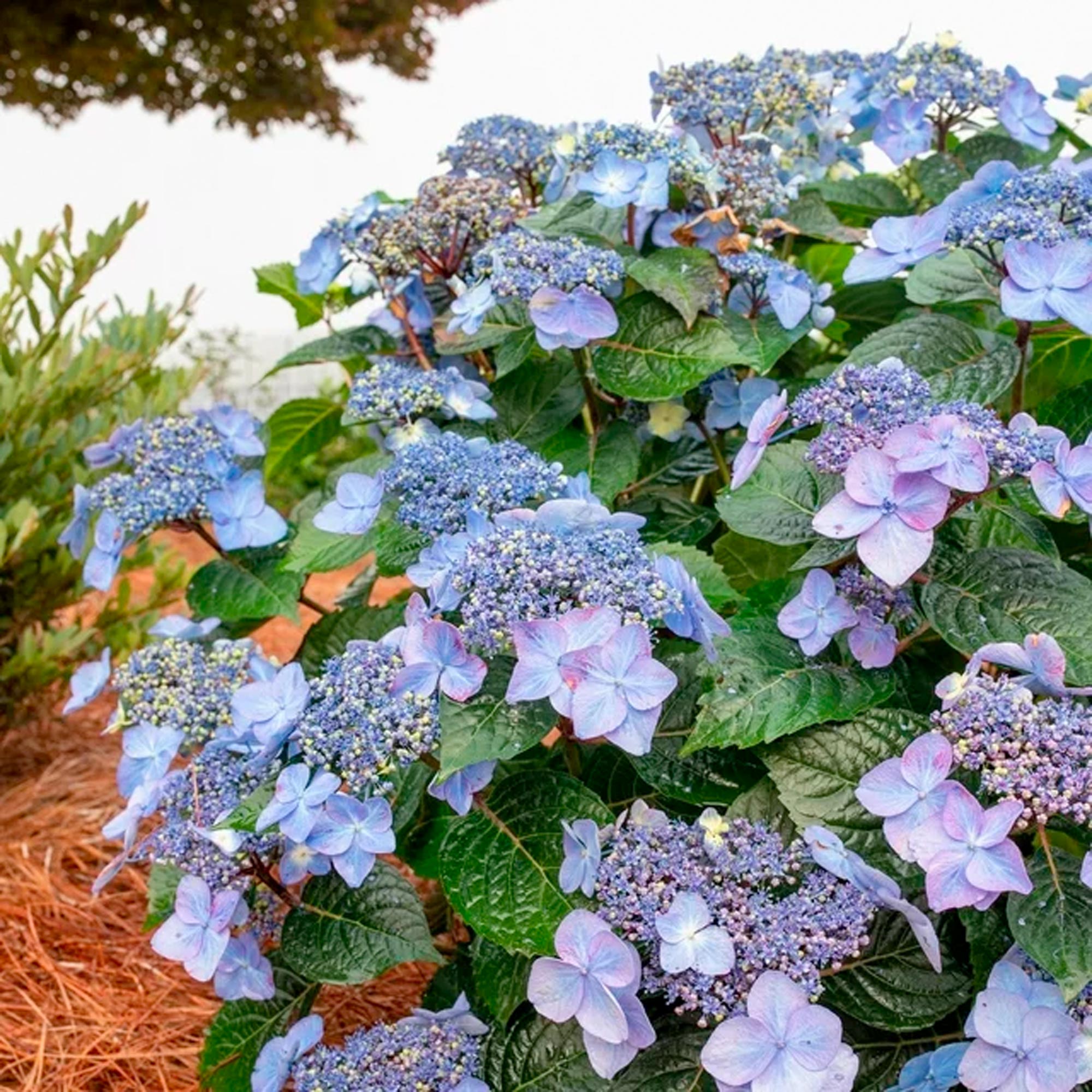 Endless Summer Hydrangea Pop Star Live Shrub (2 Gallon) - Imagen 3